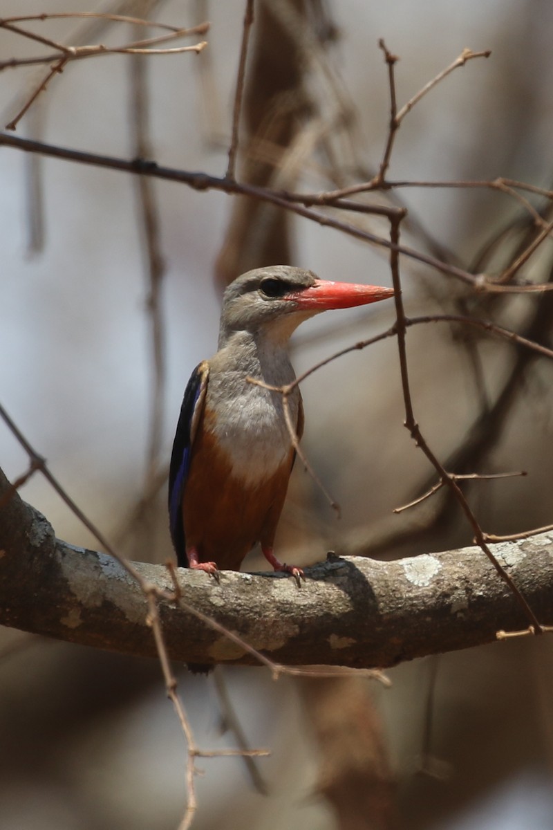 Gray-headed Kingfisher - ML625260392