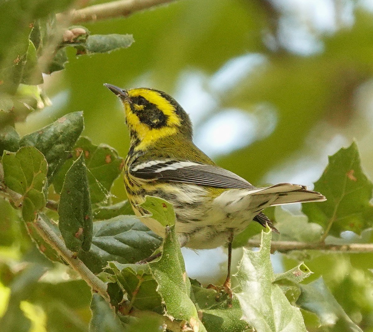 Townsend's Warbler - ML625260426
