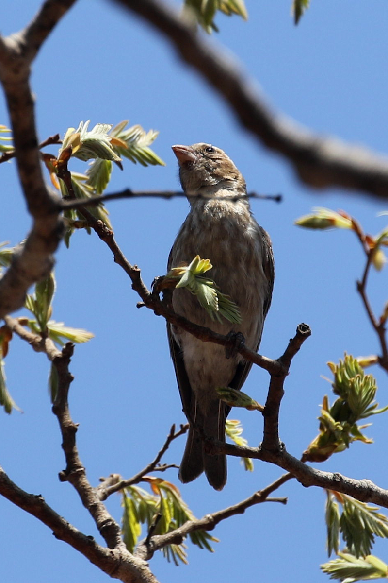 Reichard's Seedeater - ML625260510