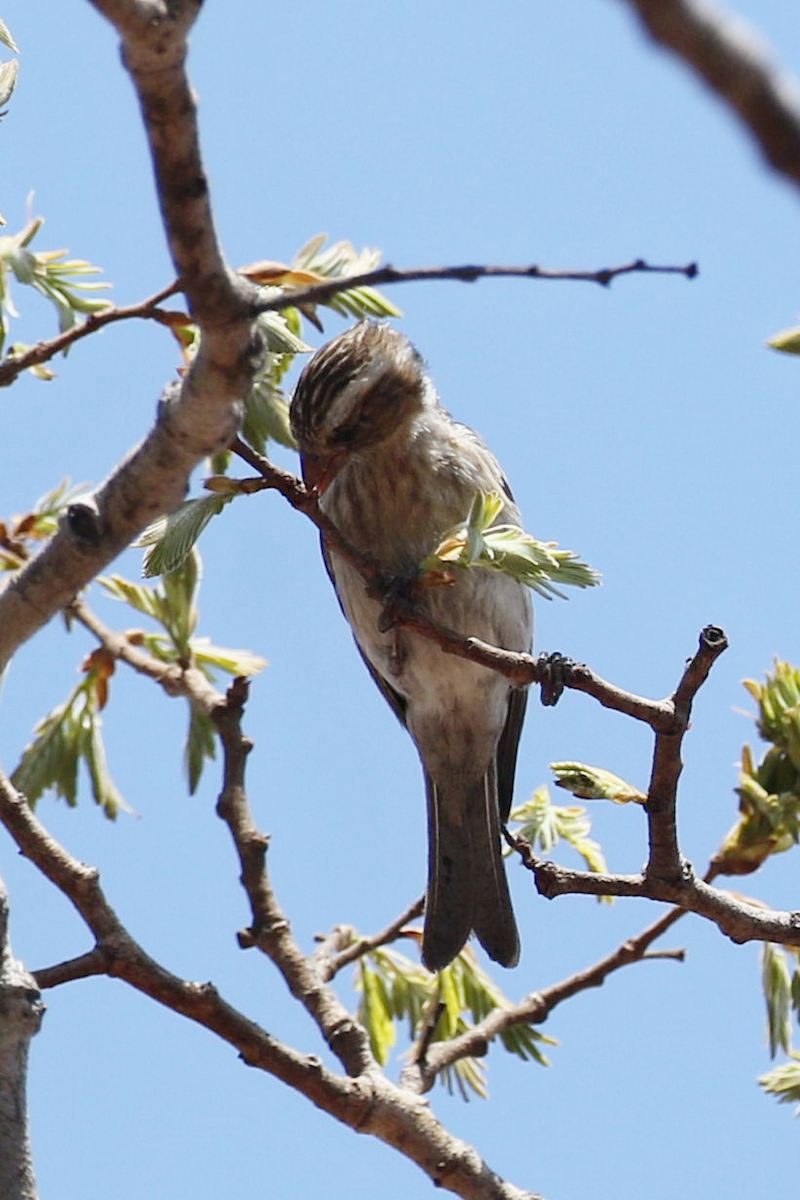 Reichard's Seedeater (Reichard's) - ML625260518