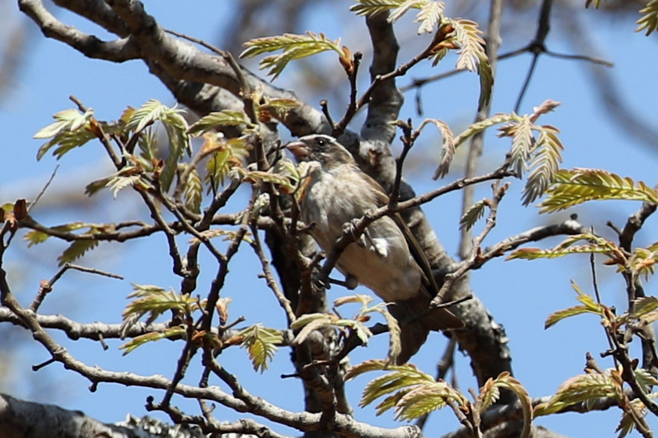 Black-eared Seedeater - ML625260531