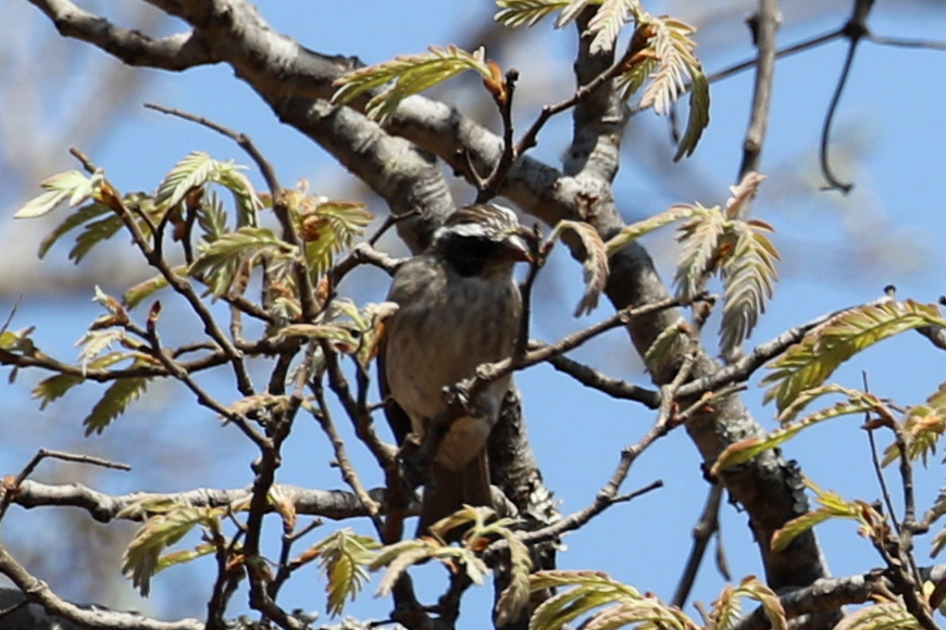 Black-eared Seedeater - ML625260539