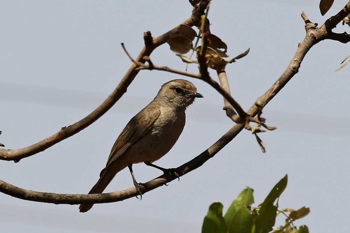 Pale Flycatcher - ML625260603