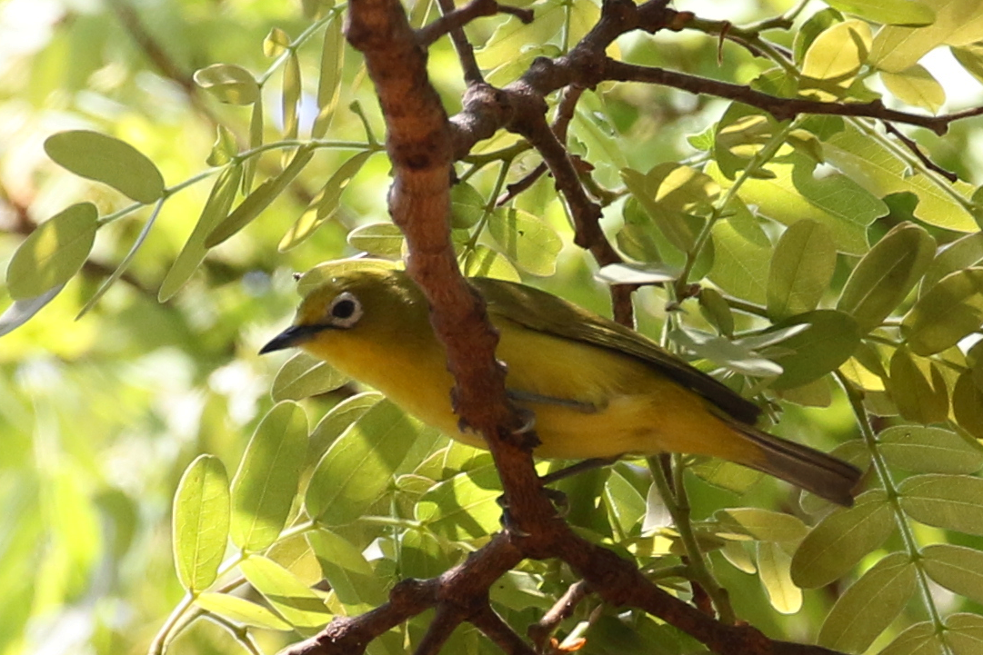 Southern Yellow White-eye - 凤玲 于