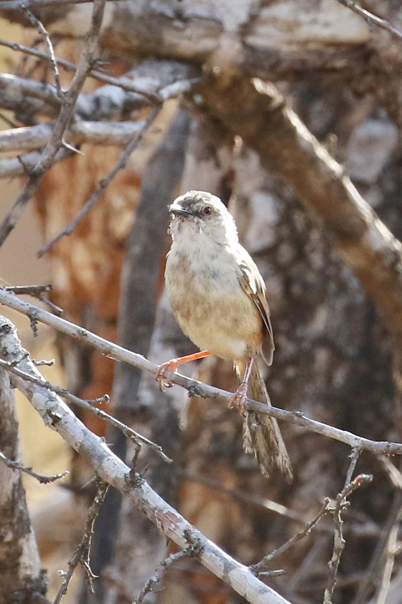 Tawny-flanked Prinia - ML625260676