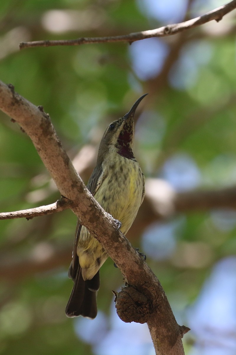 Amethyst Sunbird - ML625260708