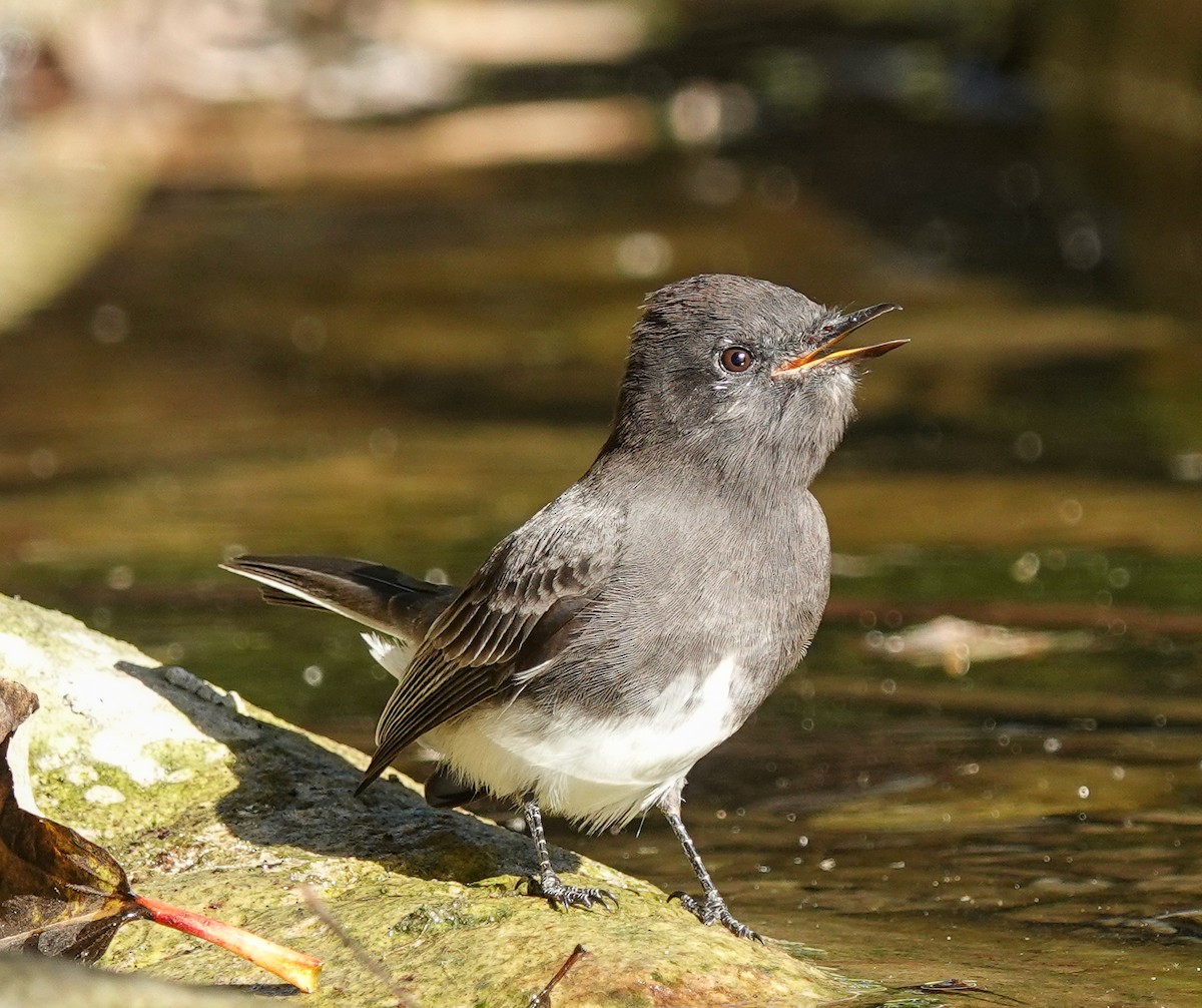 Black Phoebe - ML625260808