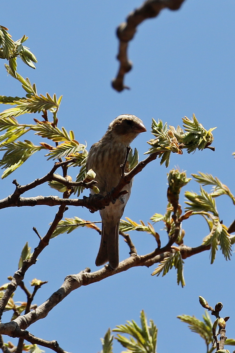 Reichard's Seedeater - ML625260816