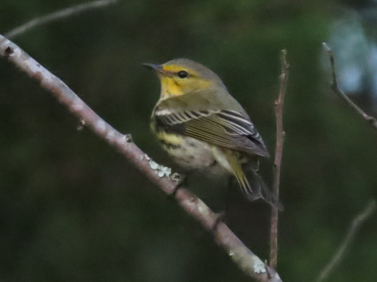 Cape May Warbler - ML625260873
