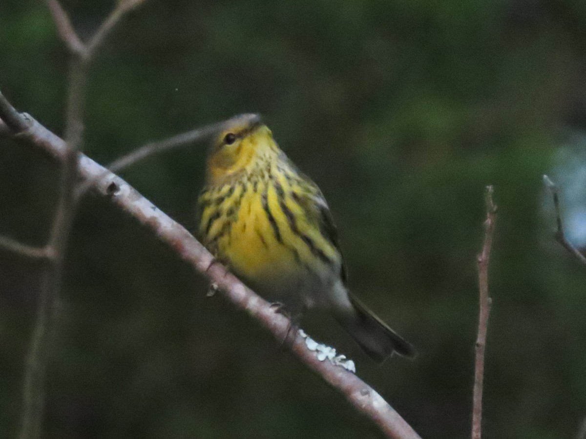 Cape May Warbler - ML625260874