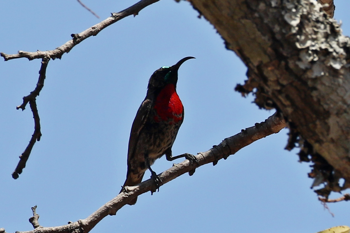 Scarlet-chested Sunbird - ML625260877