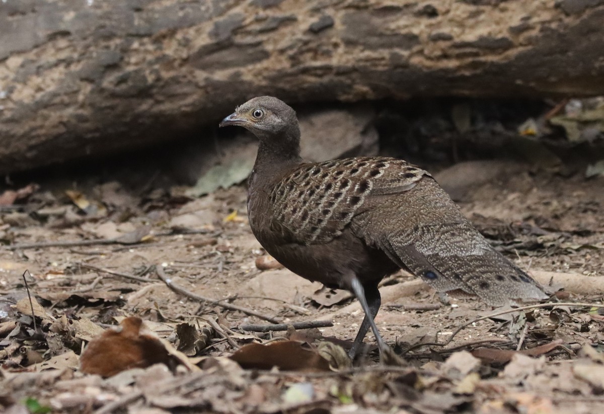 Gray Peacock-Pheasant - ML625260886