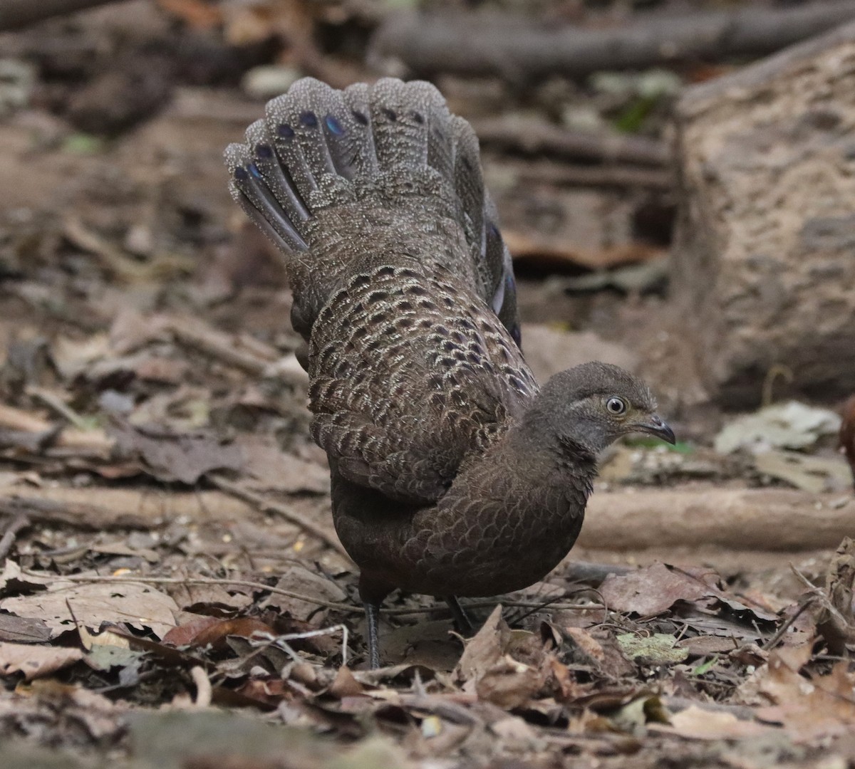 Gray Peacock-Pheasant - ML625260904