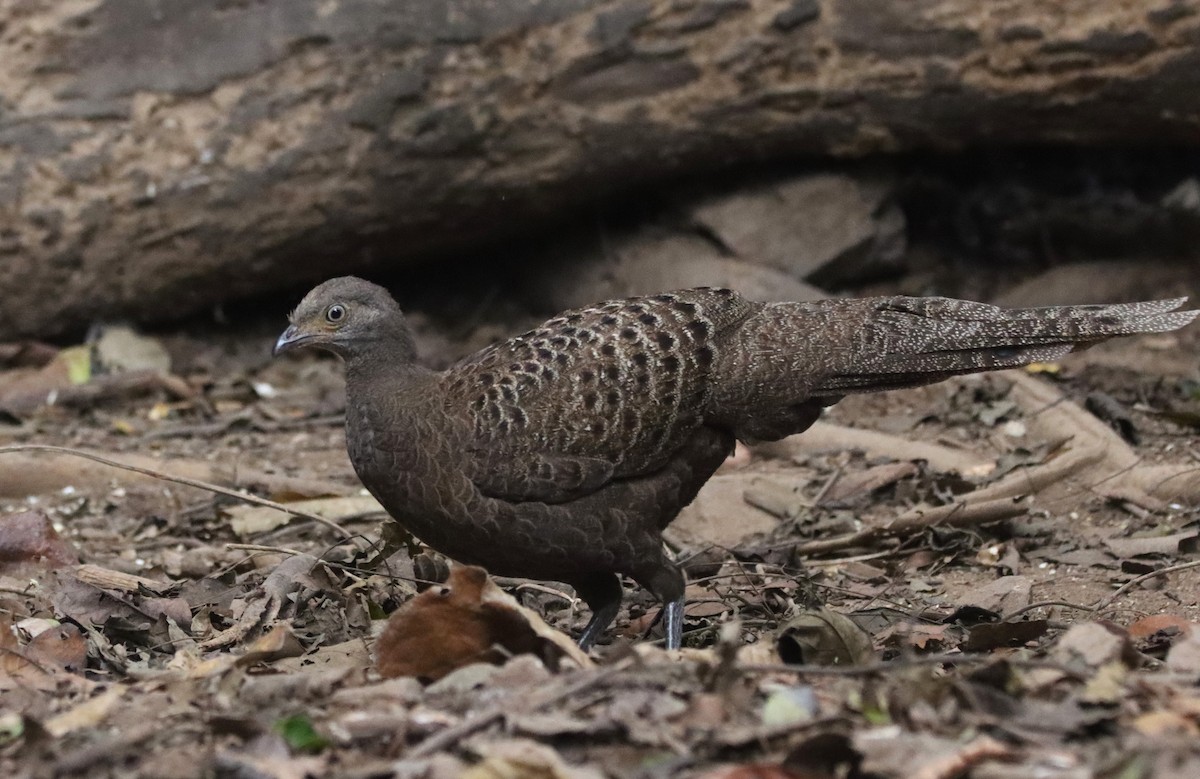 Gray Peacock-Pheasant - ML625260924