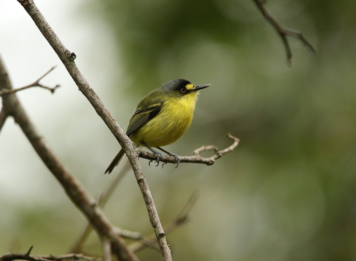 Gray-headed Tody-Flycatcher - ML625261074