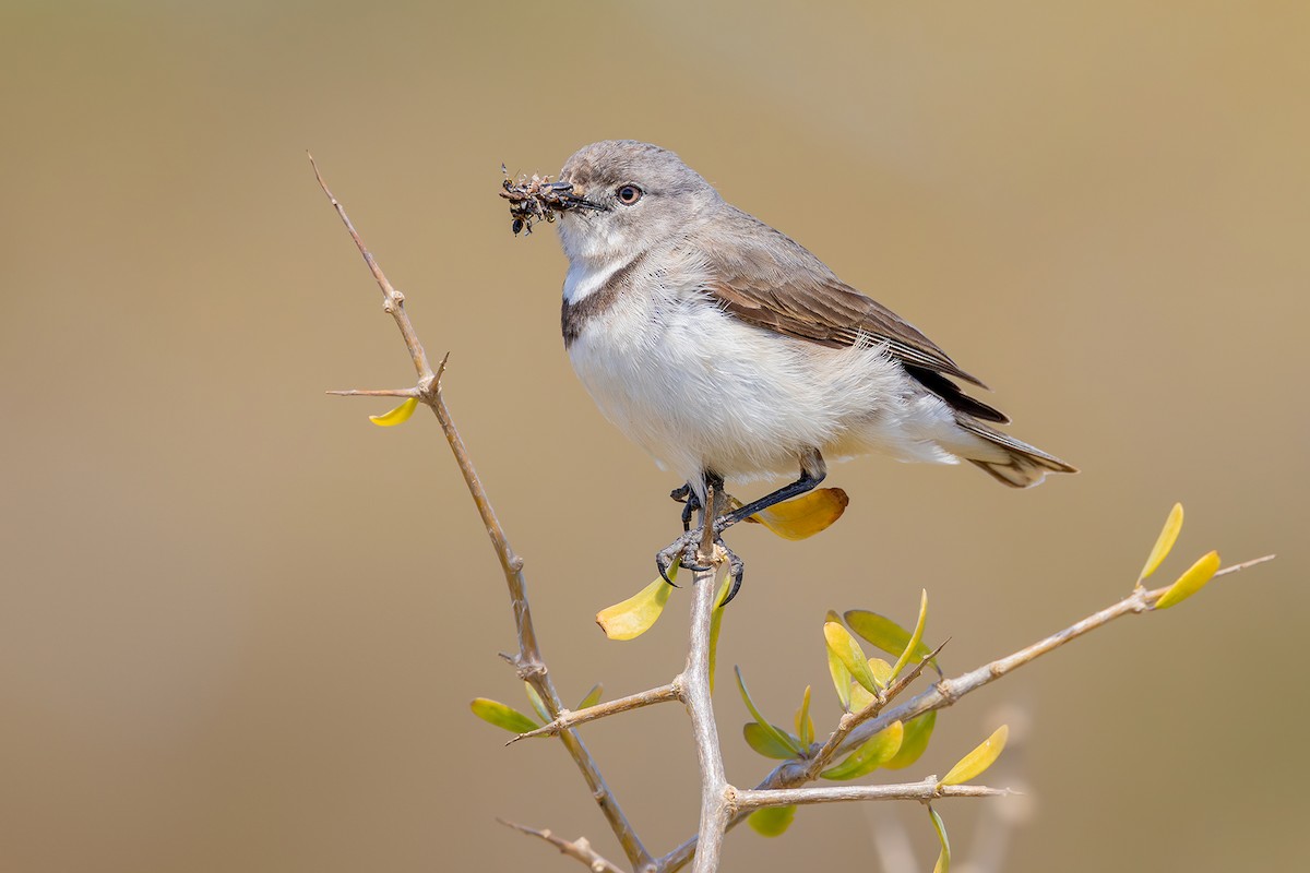 White-fronted Chat - ML625261719