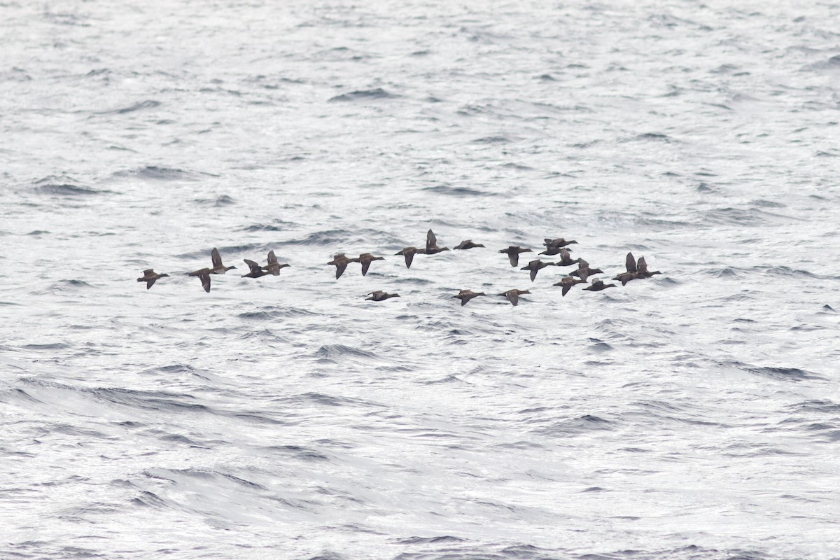 Common Eider - ML625261729