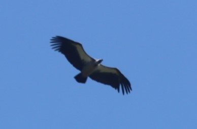 White-backed Vulture - Susan  Downey