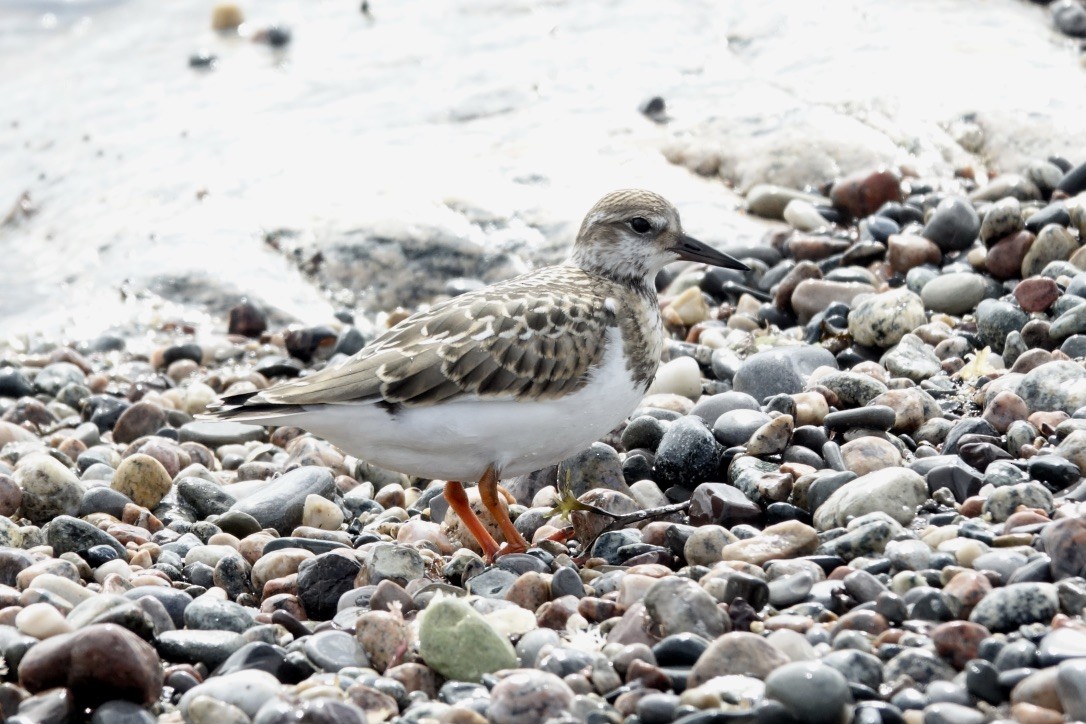 Ruddy Turnstone - ML625261904