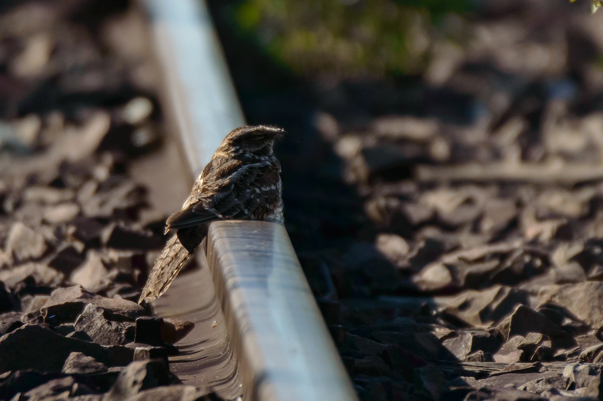 Scissor-tailed Nightjar - ML625261928