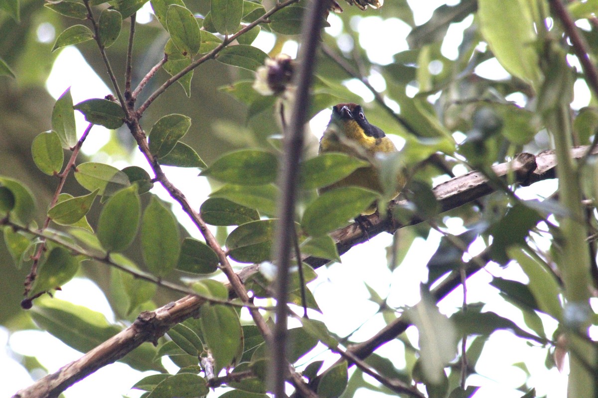 Yellow-breasted Brushfinch - Juan Rafael Gomez Arbelaez