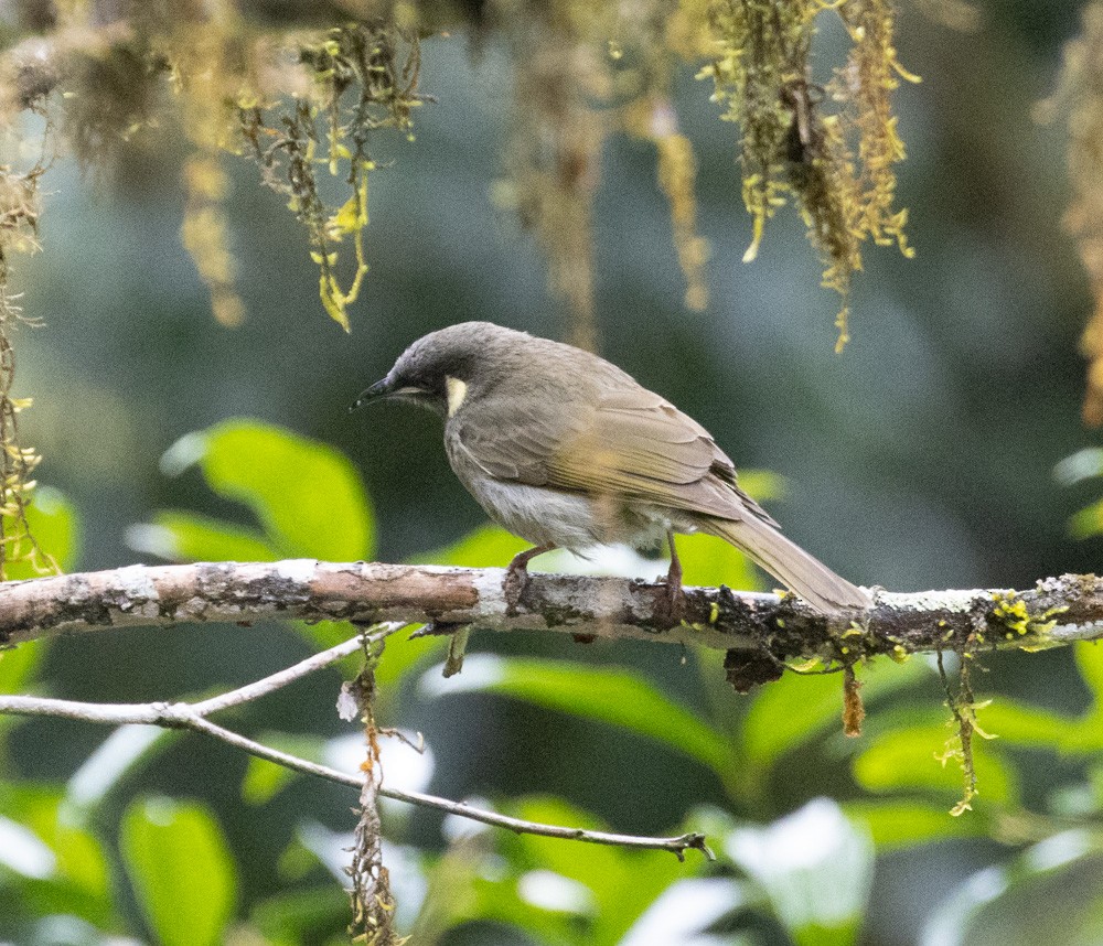 Lewin's Honeyeater - ML625261960