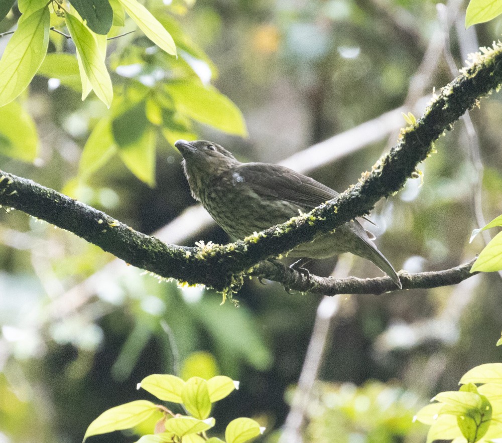 Tooth-billed Bowerbird - ML625261962