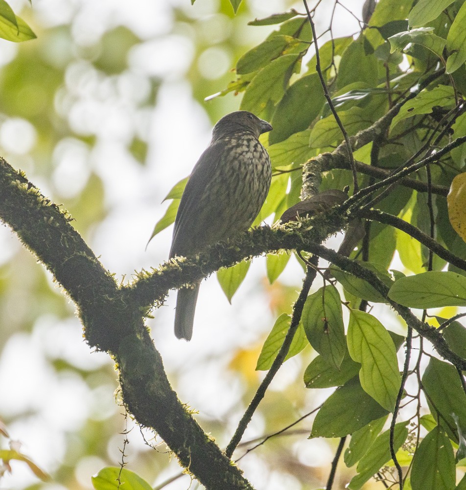 Tooth-billed Bowerbird - ML625261963