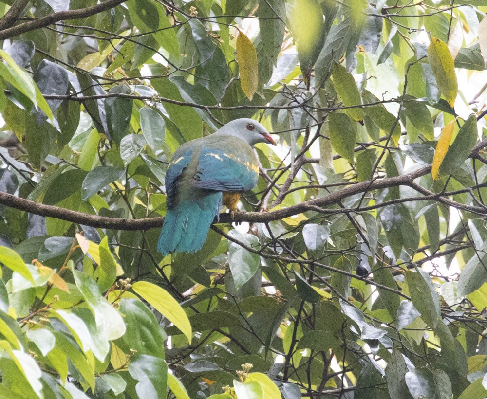 Wompoo Fruit-Dove - ML625261965