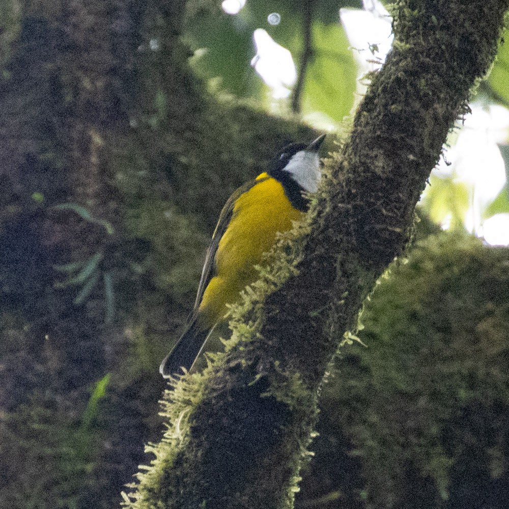 Golden Whistler (Eastern) - ML625261969