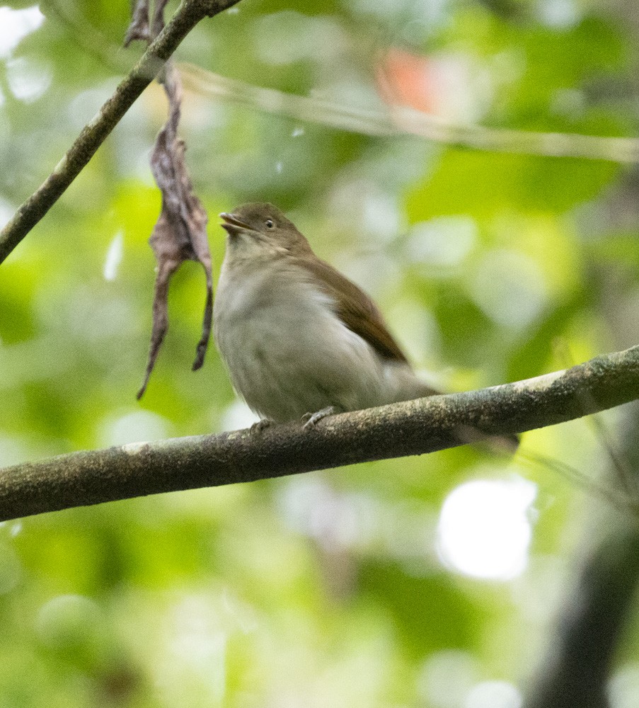 Golden Bowerbird - ML625261977