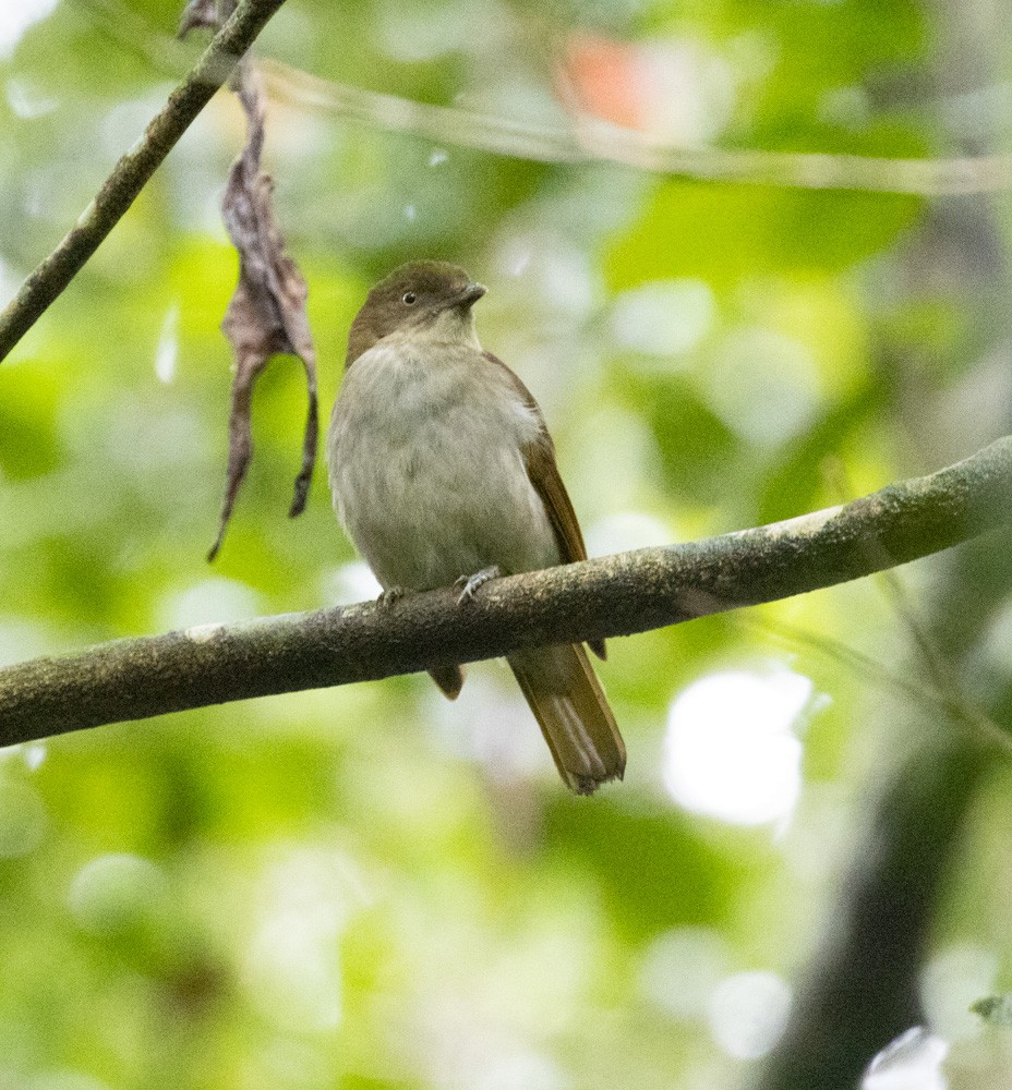 Golden Bowerbird - ML625261978