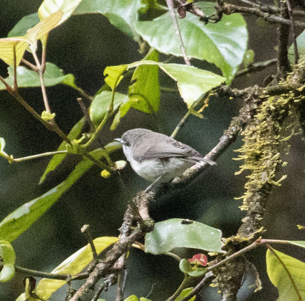 Brown Gerygone - ML625261991