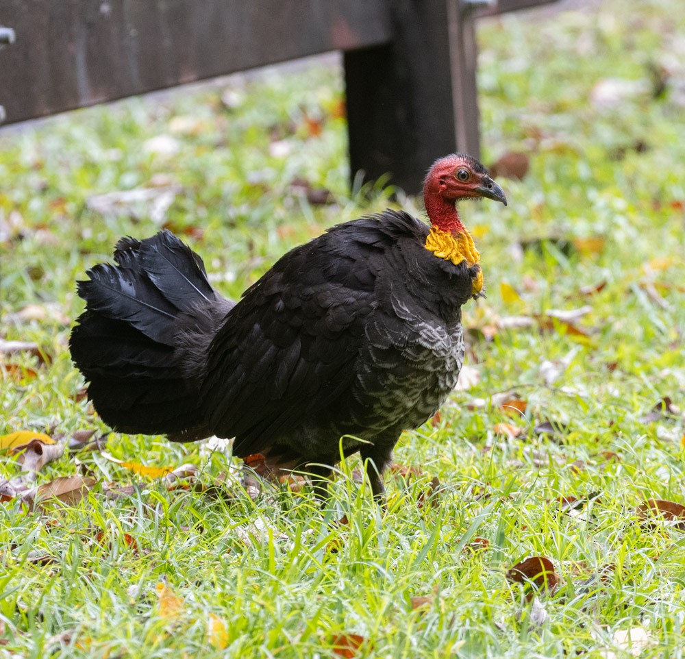 Australian Brushturkey - ML625261993