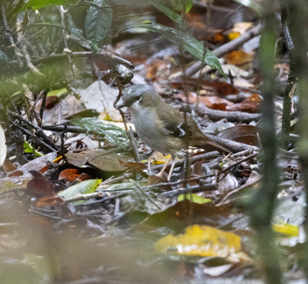 Gray-headed Robin - ML625261996