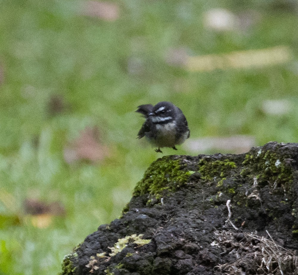 Gray Fantail - ML625262004