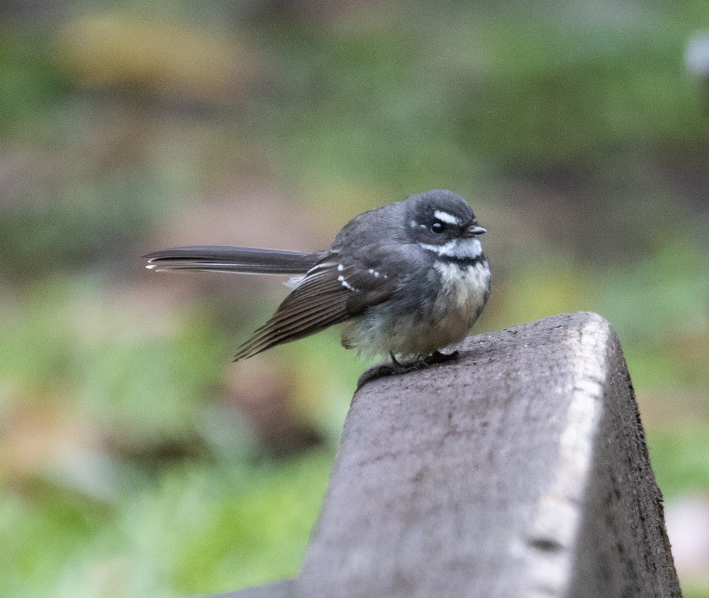 Gray Fantail - ML625262006