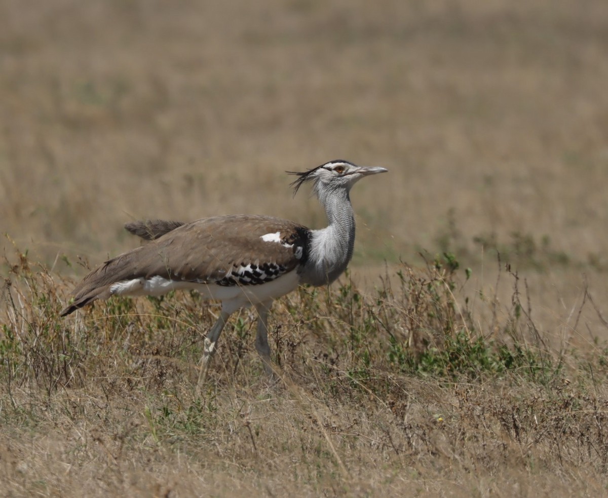 Kori Bustard - ML625262025