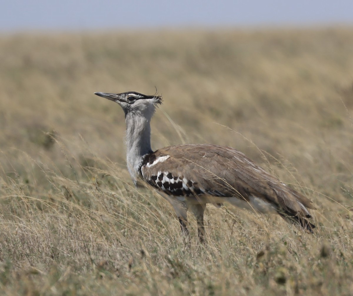 Kori Bustard - ML625262026