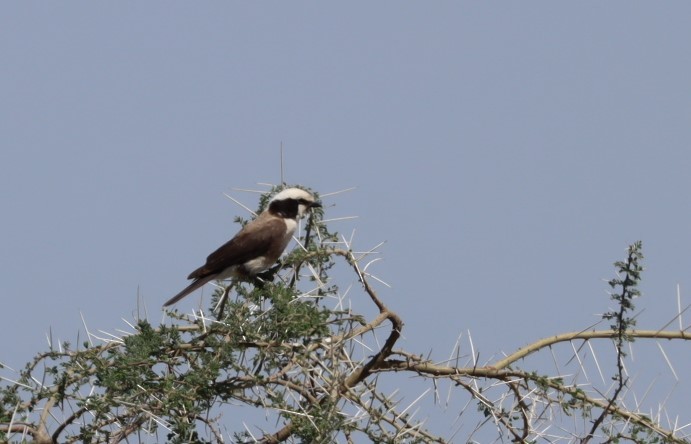 White-rumped Shrike - ML625262153