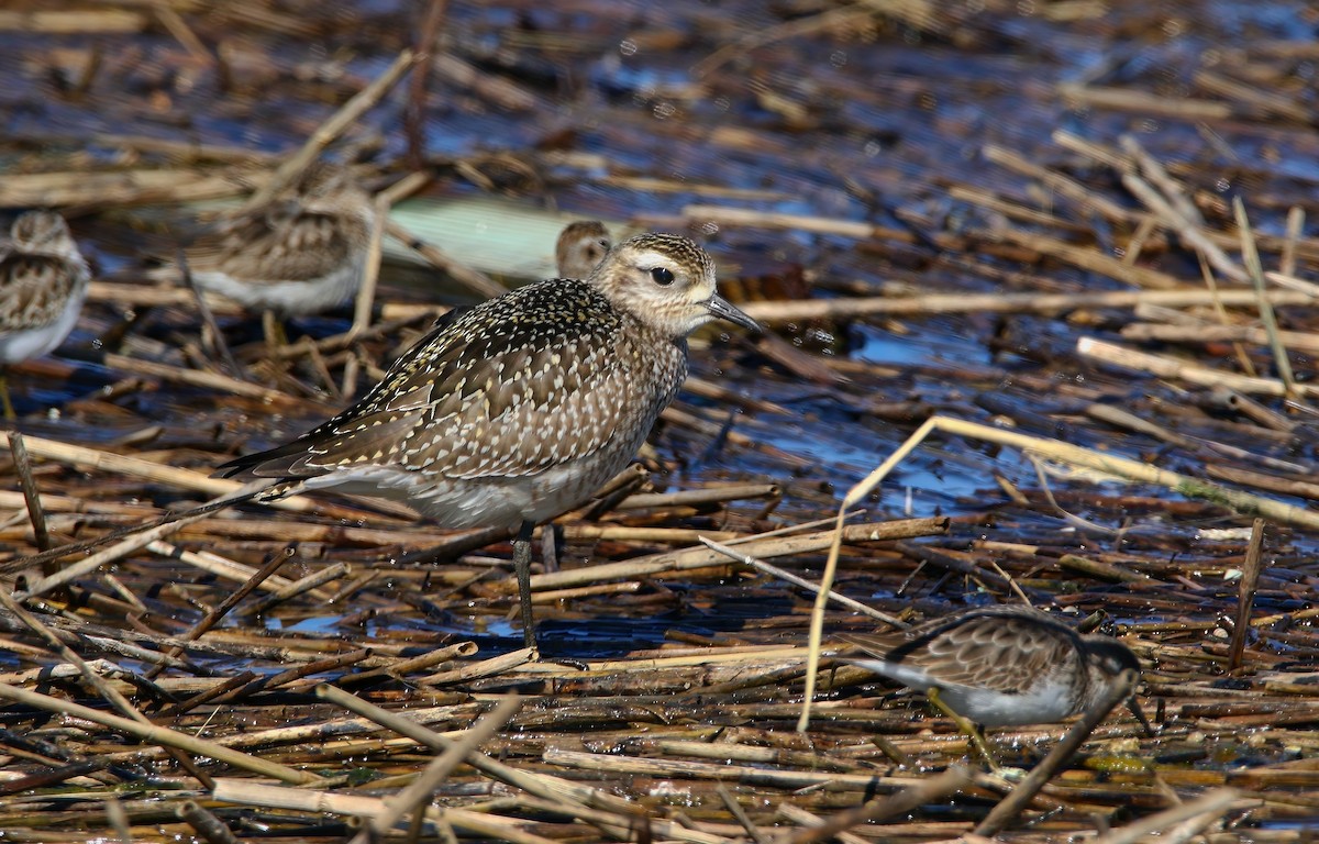 American Golden-Plover - ML625262176