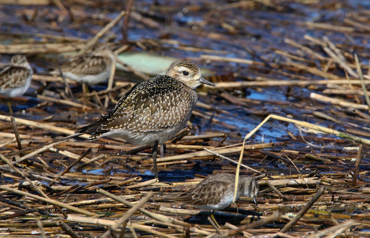 American Golden-Plover - ML625262177