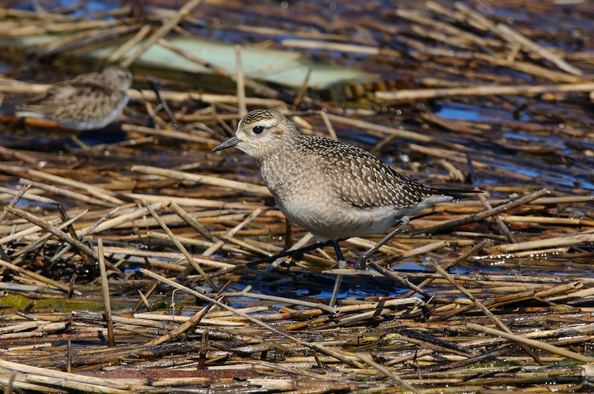 American Golden-Plover - ML625262179