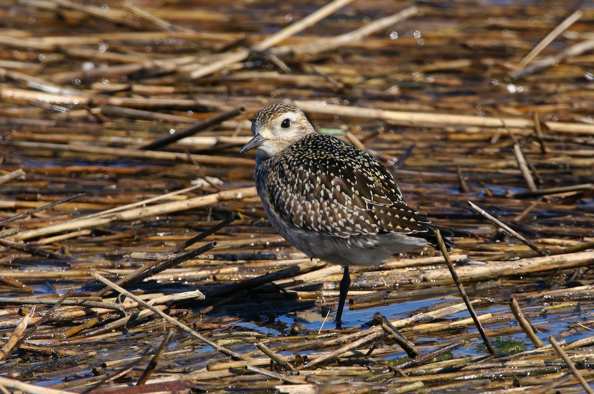 American Golden-Plover - ML625262180