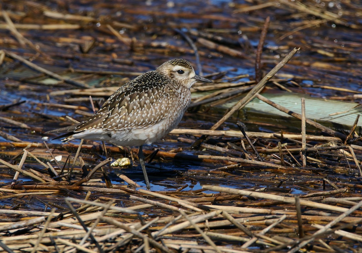 American Golden-Plover - ML625262181