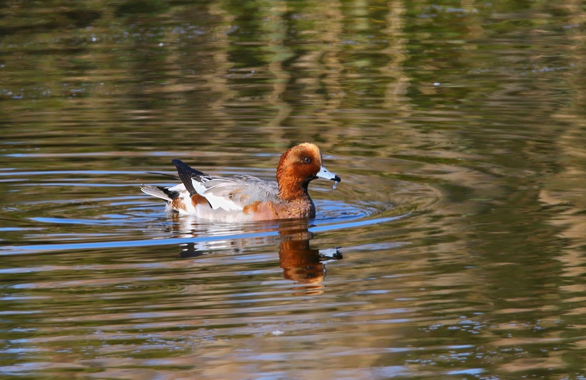 Eurasian Wigeon - ML625262220