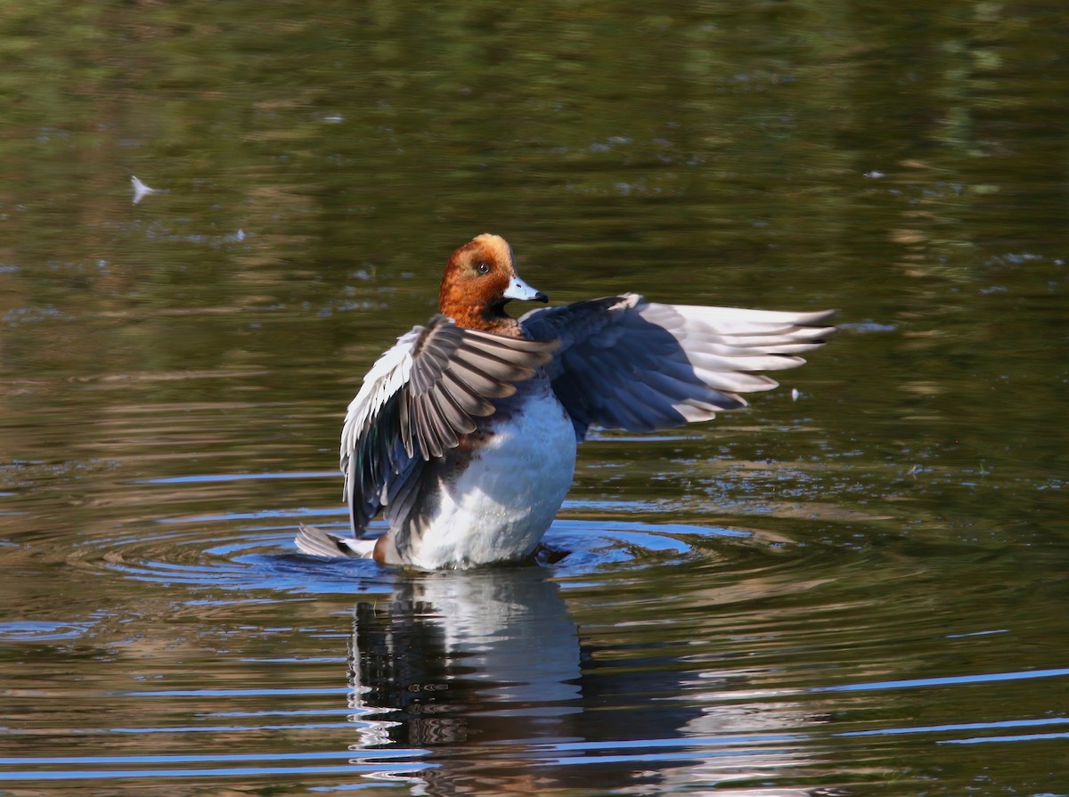 Eurasian Wigeon - ML625262221