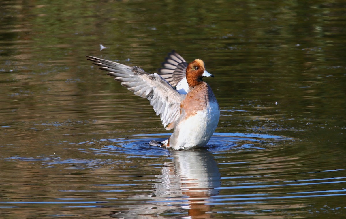 Eurasian Wigeon - ML625262223