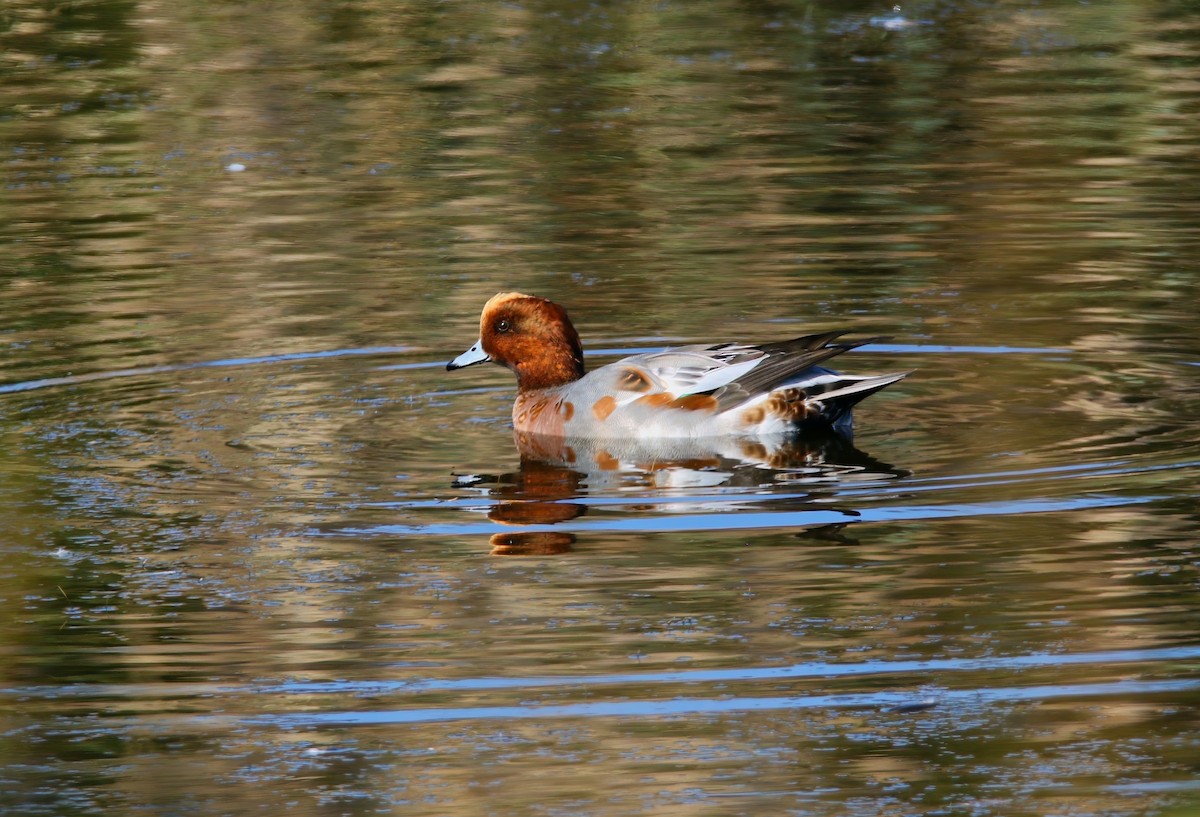 Eurasian Wigeon - ML625262224