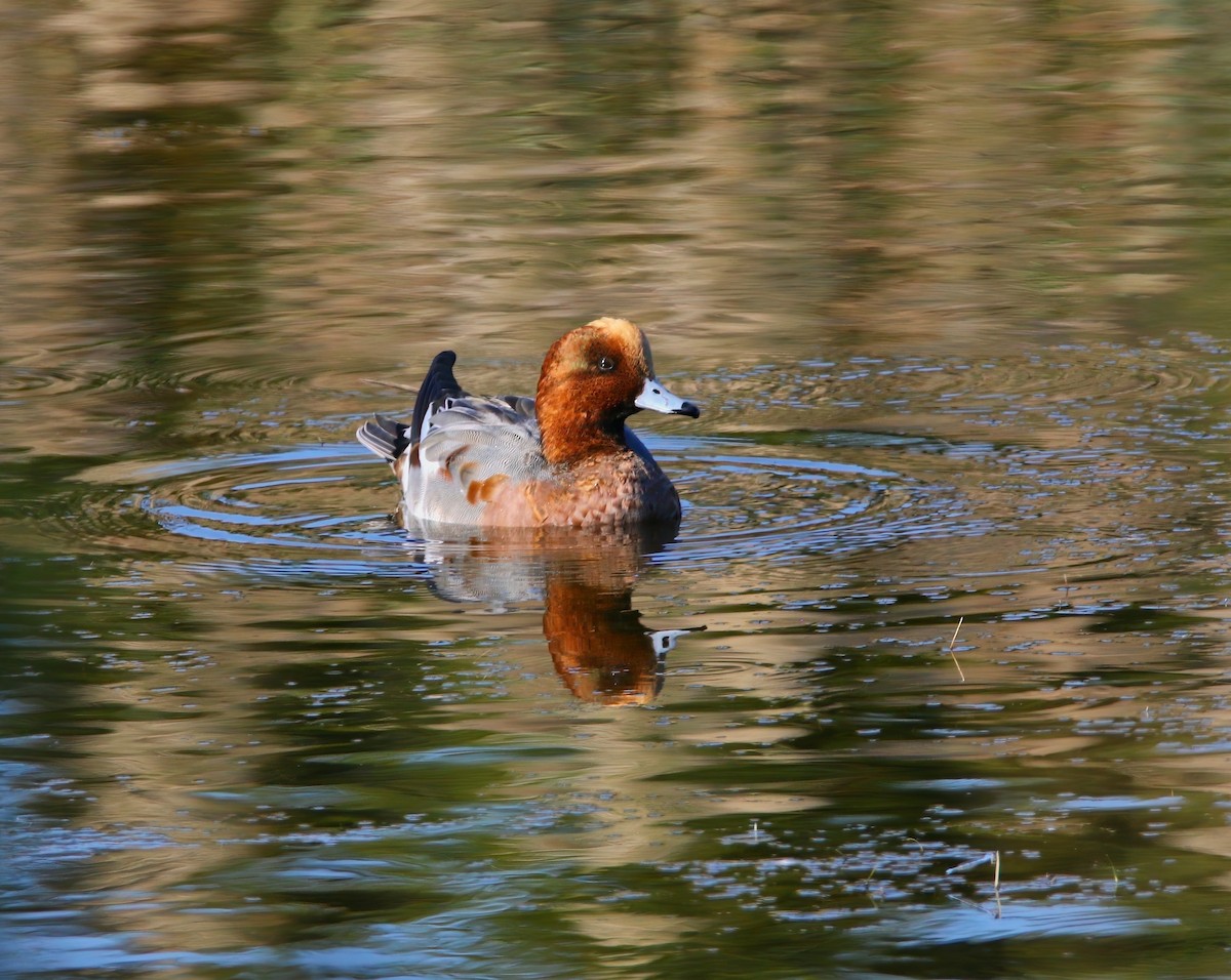 Eurasian Wigeon - ML625262225